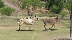Running Donkeys 1