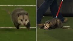 Possum dragged off college football field after interrupting game