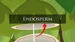 Coconut endosperm #science #sciencefacts #knowledge #facts | Prasad Munde