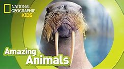 Walrus | Amazing Animals