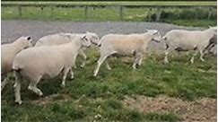 Our Exlana x Wiltshire sale rams. The... - Enfield Genetics