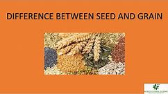 Difference between seed and grain