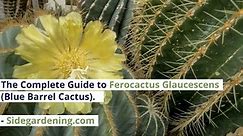 The Complete Guide to Ferocactus Glaucescens (Blue Barrel Cactus).