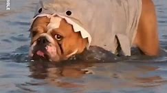 The Funniest Dog Compilation On The Internet