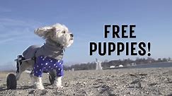 Free Puppies!