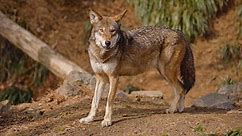 Red Wolves' Last Stronghold