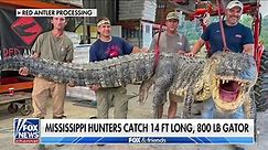 Hunters catch largest gator in state's history