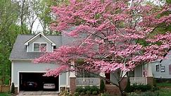 Pros And Cons Of Dogwood Trees - ProGardenTips