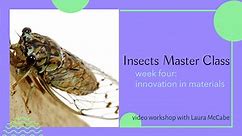 Insects Master Class: Week Four
