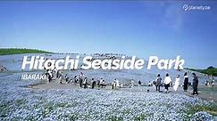 Hitachi Seaside Park, Ibaraki | Japan Travel Guide