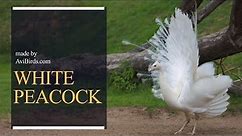 White Peacock / White Peafowl