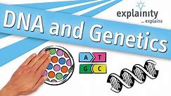 DNA and Genetics explained (explainity® explainer video)
