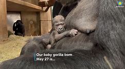 Help Us Name Our Baby Gorilla!