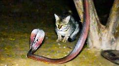 When Snakes Mess With The Wrong Cat