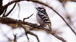 Earth Day Walk and Flock - Woodpeckers