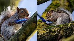 "Our estate is plagued by chocolate-loving SQUIRRELS"