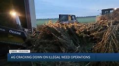 AG cracking down on illegal weed operations