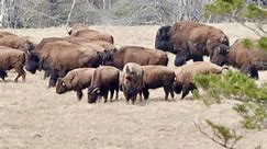 A look at Nova Scotia's first bison herd