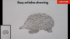 How to draw echidna। Easy echidna drawing ।
