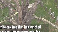 600-year-old oak tree torn down in New Jersey