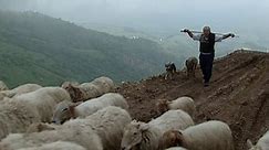 Pastores de la niebla / Herders of the mist / Les Bergers de la brume