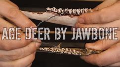 How to Age Deer by Their Teeth and Jawbone