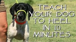 Teach Your Dog To Heel In Less Than 10 Minutes