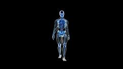 Full Body Blue Glowing Scan of Human Anatomy showing Muscles, Bones and Organs WALKING on Holographic Display on Premultiplied Alpha Transparent Background - 4K PNG 3840 x 2160 for Medical Application