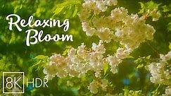Gentle Spring Blossom 8K HDR - Relaxing Ambience of a Blooming Garden with Chirping Birds Sound