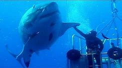 BIGGEST Sharks In The World!