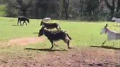 Donkeys enjoying running in their pasture at Woods Farm, Devon.