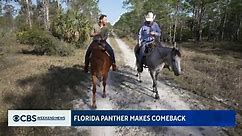Florida panther coming back from extinction