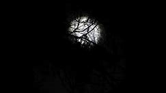 Bats Squeaking Sounds | Bats squawk under the dark moon behind a tree