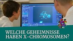 Welche Geheimnisse haben X-Chromosomen? – Berlin – #wonachsuchstdu