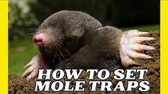 How to Set Mole Traps