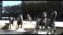 Mustangs of Las Colinas
