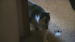 Cat attacks baby, traps family in bedroom