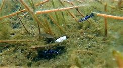 Amazing South Florida Wild Livebearers