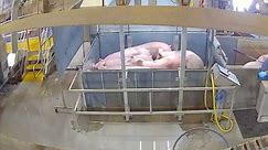 Animal Protection Groups Call on USDA to Require Cameras Inside CO2 Stunning Areas of Pig Slaughter Plants