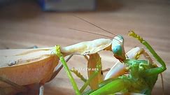 Blink and You Miss It: Mantis vs. Cricket in a Lightning-Fast Showdown! ⚡️💀