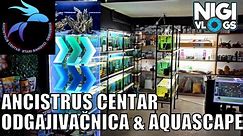 Ancistrus Centar Odgajivačnica Akvarijumskih Ribica i Aquascape Salon #akvaristika #akvarijum
