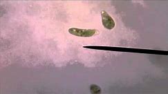 Living Euglena Gracilis Swimming Under Microscope