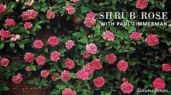 Shrub Roses