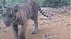 Wild Sumatran tiger cubs caught on film