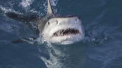 Beach safety amid increased shark sightings