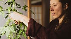 Growing weed at home in Minnesota: Your questions answered