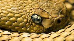 Animal Planet: The Most Extreme #Deadly Snakes