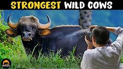 10 Biggest Wild Cows In The World