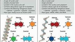 DNA vs RNA|| Differences between RNA and DNA || #biology