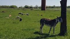 Donkeys for Guarding Livestock?